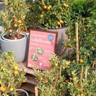 Pongyo at sansiri backyard