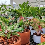 Pongyo at sansiri backyard