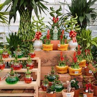 Pongyo at sansiri backyard