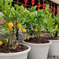 Pongyo at sansiri backyard