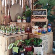 Pongyo at sansiri backyard