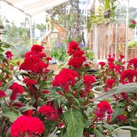 Pongyo at sansiri backyard