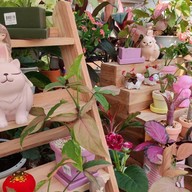 Pongyo at sansiri backyard