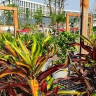 Pongyo at sansiri backyard