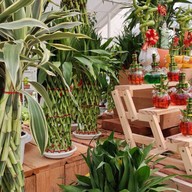 Pongyo at sansiri backyard