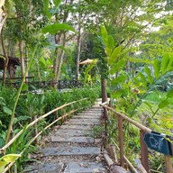 เฟิร์นริมธาร