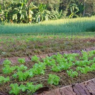 เฟิร์นริมธาร