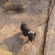 บรรยากาศ ปานขวัญแดรี่ฟาร์ม บ้านโป่ง