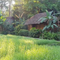 เฟิร์นริมธาร