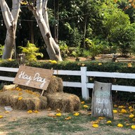 YANG ยาง