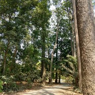 แอ็ด ไก่ย่างพุแค