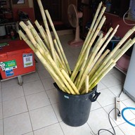 ร้านน้ำอ้อยคั้นสดไฟกระพริบ