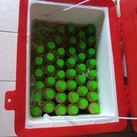 ร้านน้ำอ้อยคั้นสดไฟกระพริบ