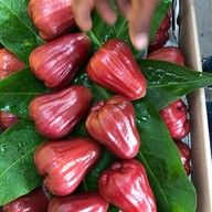 ร้านสันติ ผลไม้สามพราน ฝรั่ง ชมพู่ มะม่วง สาขาสี่มุมเมือง