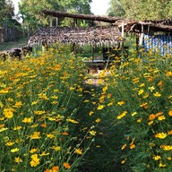 Sparrow's cafe in the farm Huahin