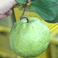 ร้านสันติ ผลไม้สามพราน ฝรั่ง ชมพู่ มะม่วง สาขาสี่มุมเมือง