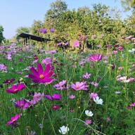 Sparrow's cafe in the farm Huahin