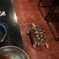 Nagitora