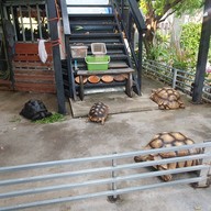 มณี ตำแซ่บ