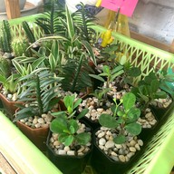 The corner (แม่แตง)