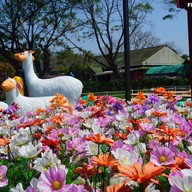 ร้านสละโสด โคราช