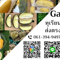 My Garden ทุเรียนและผลไม้คุณภาพ