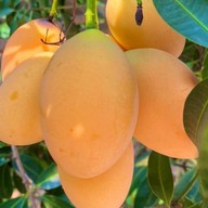 มะยงชิด มะปรางสุโขทัย สาขาขอนแก่น