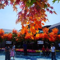 ร้านสละโสด โคราช