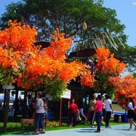 ร้านสละโสด โคราช