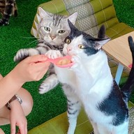 Neko Cat Cafe Phuket