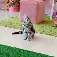 Neko Cat Cafe Phuket