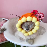 Neko Cat Cafe Phuket