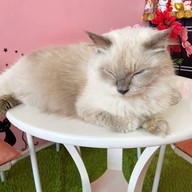 Neko Cat Cafe Phuket