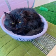 Neko Cat Cafe Phuket