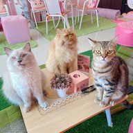 Neko Cat Cafe Phuket
