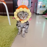 Neko Cat Cafe Phuket