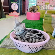 Neko Cat Cafe Phuket