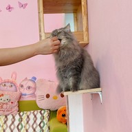 Neko Cat Cafe Phuket