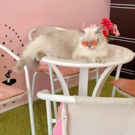 Neko Cat Cafe Phuket