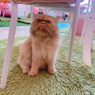 Neko Cat Cafe Phuket