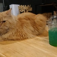 lndicat Cafe & Cat Hotel