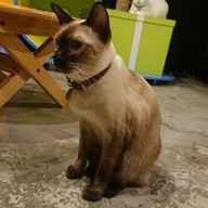 lndicat Cafe & Cat Hotel