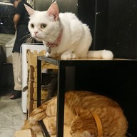 lndicat Cafe & Cat Hotel