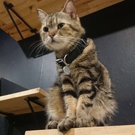 lndicat Cafe & Cat Hotel