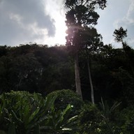 Jaes Café Tree mountain