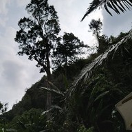 Jaes Café Tree mountain