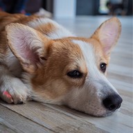 Dog City Cafe พระราม 3