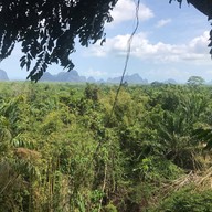 Tree Cups Phang Nga Coffee