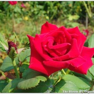 บรรยากาศ The Bloom By TV Pool