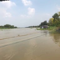 แพเค ปลาแม่น้ำ